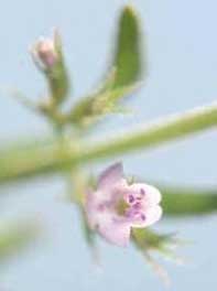 Micromeria graeca