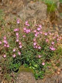 Micromeria graeca