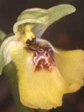 Ophrys lacaitae Lojac