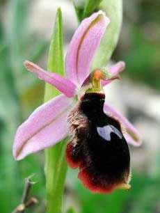 Ophrys lunulata