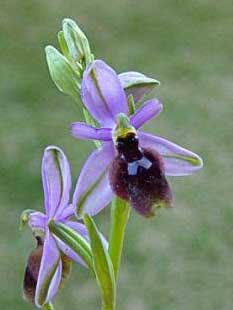 Ophrys lunulata