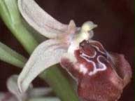 Ophrys oxyrrhynchos