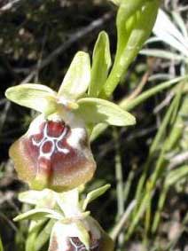 Ophrys oxyrrhynchos