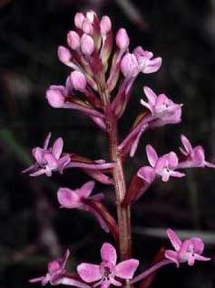 Orchis brancioforti Biv Orchis brancioforti Biv.(Orchidaceae)