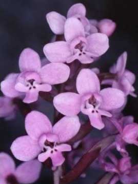 Orchis brancioforti Biv Orchis brancioforti Biv.(Orchidaceae)