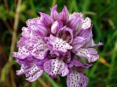 Orchis commutata Tod