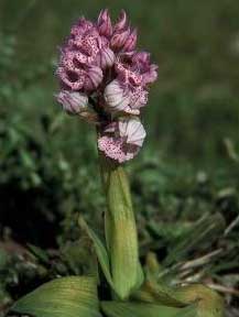 Orchis commutata Tod