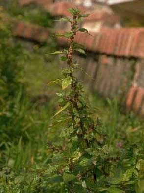 Parietaria diffusa M. et K.