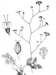 Pimpinella anisoides