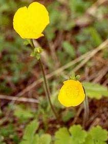 Ranunculus rupestris Guss