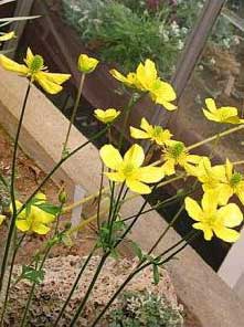 Ranunculus rupestris Guss