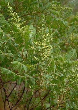 Rhus coriaria L.