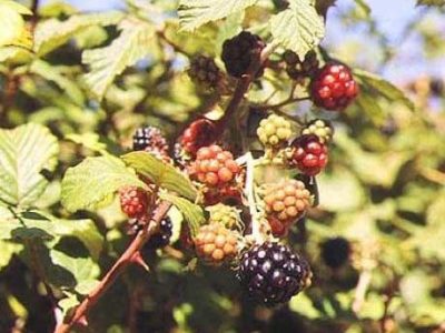 Rubus ulmifolius Schott.