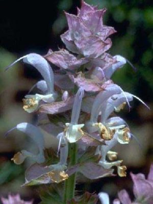 Salvia sclarea L.