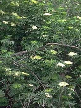 Sambucus nigra L