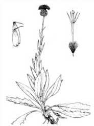 Serratula cichoracea DC