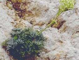 Seseli bocconi (Apiaceae)