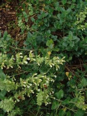 Teucrium flavum L.