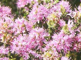 Thymus capitatus