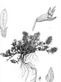 Thymus spinulosus