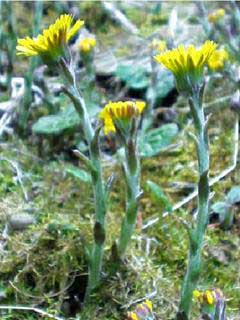 Tussilago farfara L.