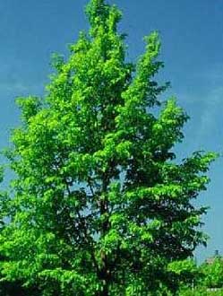 Ulmus minor L.