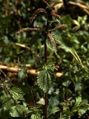 Urtica membranacea Poiret.