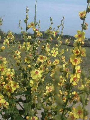 Verbascum sinuatum L.